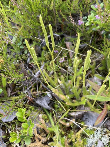 stag's-horn clubmoss