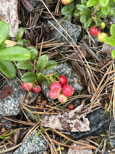 Lingonberry