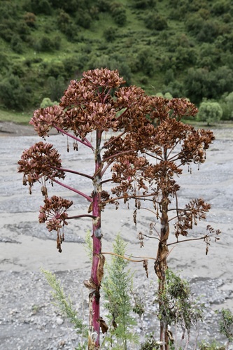Ferula kuhistanica