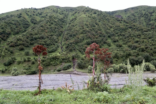 Ferula kuhistanica, photograph 4