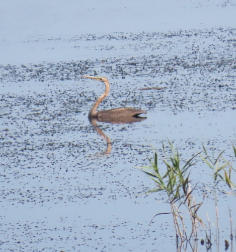 iNaturalist image