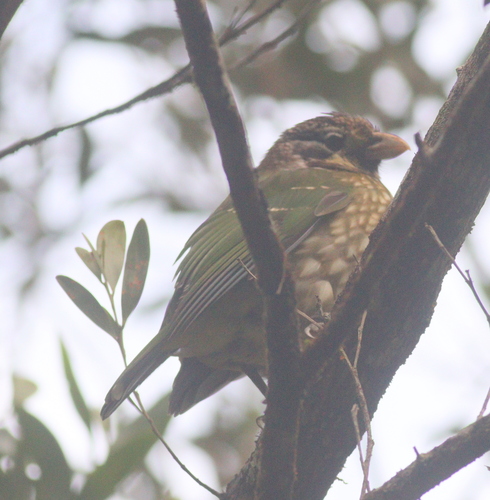 Spotted Catbird (Ailuroedus maculosus), photo 4
