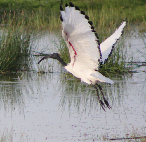 iNaturalist image
