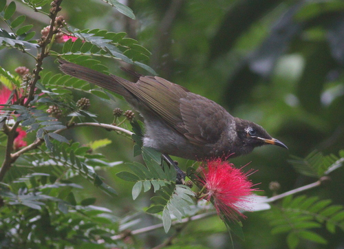 Bridled Honeyeater (Bolemoreus frenatus), photo 5