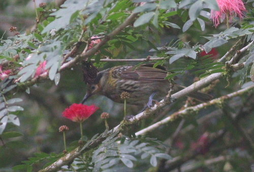 Macleay's Honeyeater (Xanthotis macleayanus), photo 3