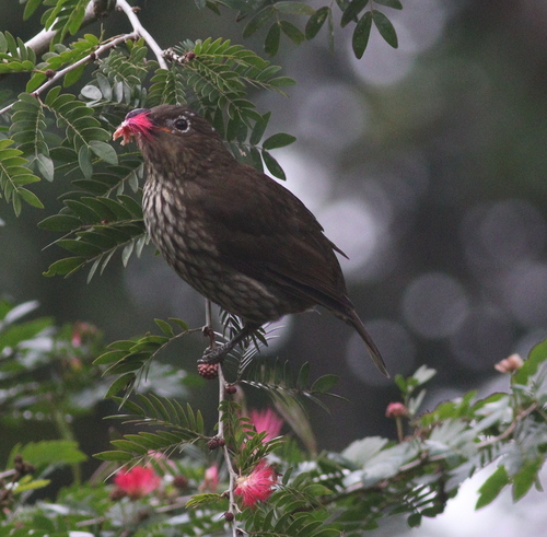 Tooth-billed Bowerbird (Scenopoeetes dentirostris)