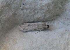 Scoparia chalicodes