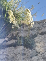 Saxifraga callosa, photograph (c) fmunoz, some rights reserved (CC BY)