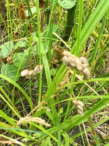 Anthoxanthum nitens observed 2026-07-26