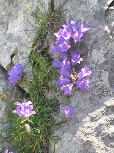 Edraianthus graminifolius, photograph 2