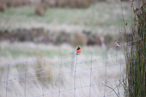 Scarlet Robin