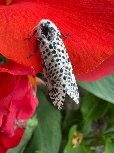 Wood Leopard Moth