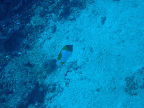 Hemitaurichthys polylepis