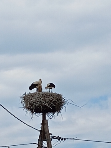 iNaturalist image