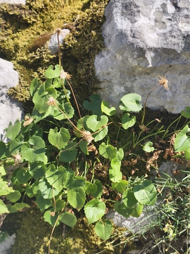 Doronicum columnae, photograph 1
