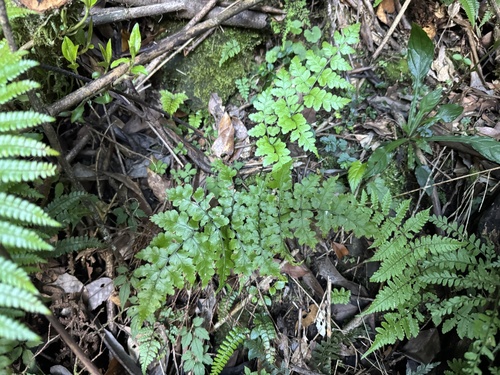 Diplazium squamigerum observed 2026-07-23