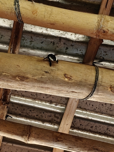 White-sided Large Carpenter Bee