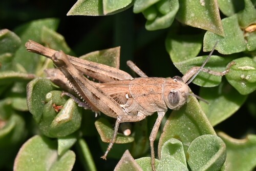 Mediterranean Splendid Grasshopper