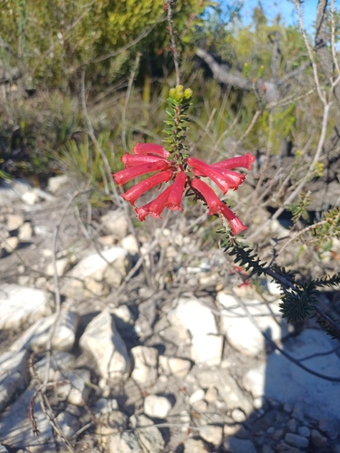 Erica regia, photograph 4