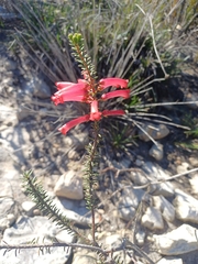 Erica regia, photograph (c) Martjie Fia Fourie, some rights reserved (CC BY)