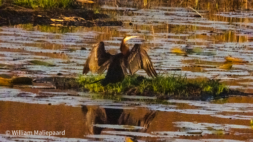 iNaturalist image