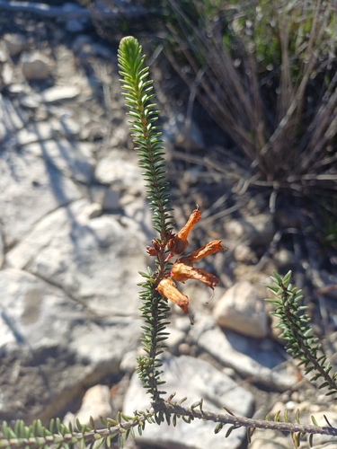 Erica regia, photograph 6