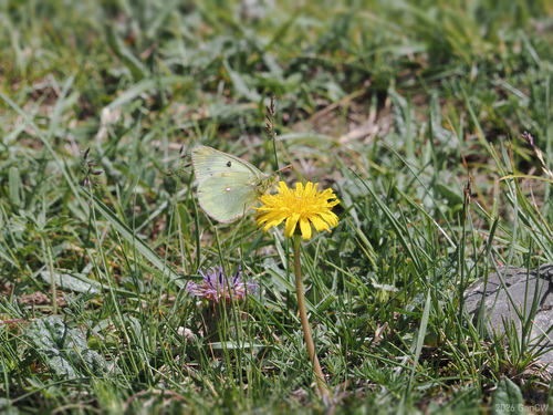 Colias montium