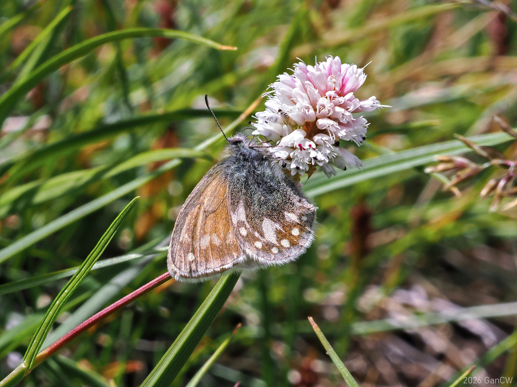 Semenov's heath