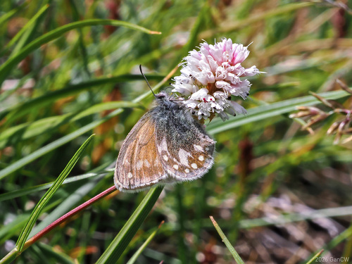 Semenov's heath