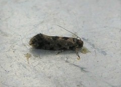 Parochmastis hilderi