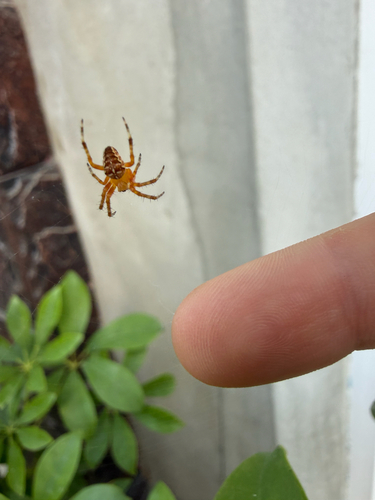 Cross Orbweaver