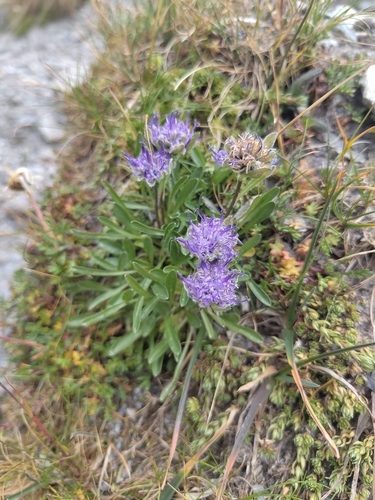 Phyteuma globulariifolium, photograph 5