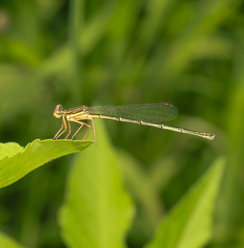 Pseudocopera rubripes