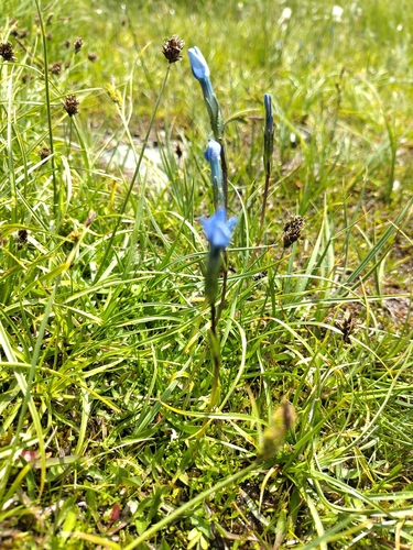 Gentiana rostanii, photograph 4