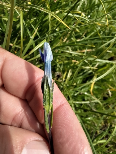 Gentiana rostanii, photograph 5