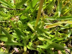 Gentiana rostanii, photograph (c) Yves Bas, some rights reserved (CC BY)