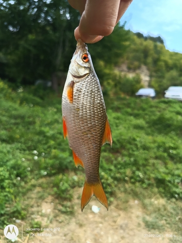 Common Roach