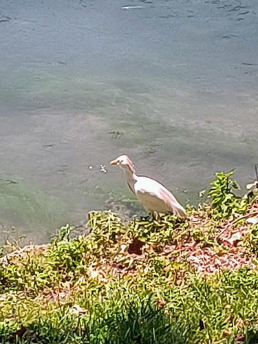 iNaturalist: (c) Luca Giorgini, some rights reserved (CC BY-NC), uploaded by Luca Giorgini iNaturalist image