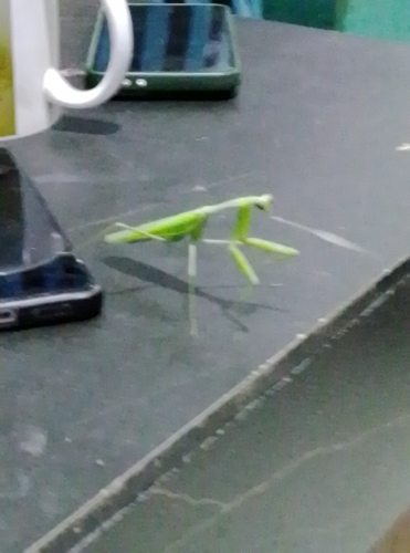 Golden Giant Asian Mantis