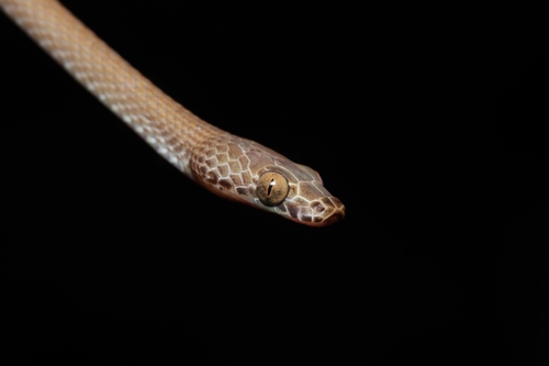 Uganda House Snake