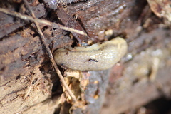 Arion fasciatus