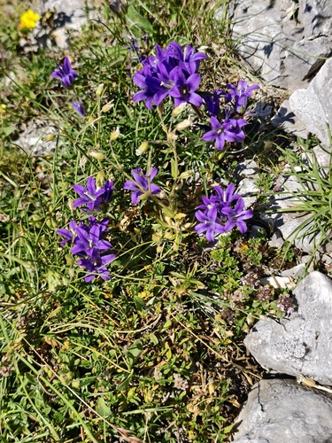 Edraianthus graminifolius