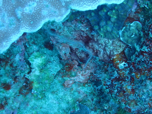 Ophiomastix caryophyllata observed 2026-06-29