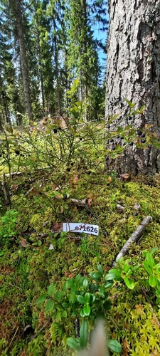 common bilberry