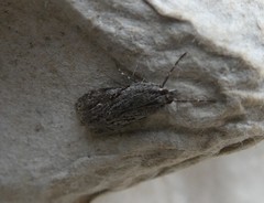 Eudonia bisinualis