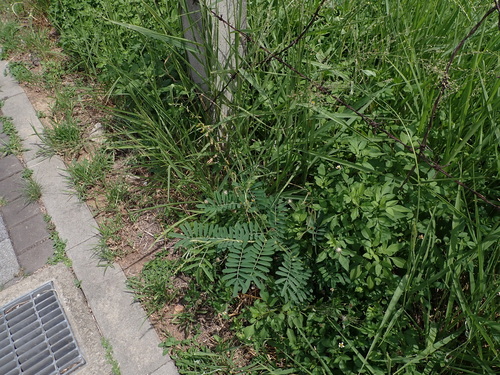 Tephrosia noctiflora observed 2026-07-26