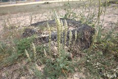 Reseda hookeri