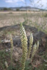 Reseda hookeri