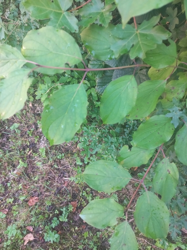 iNaturalist image