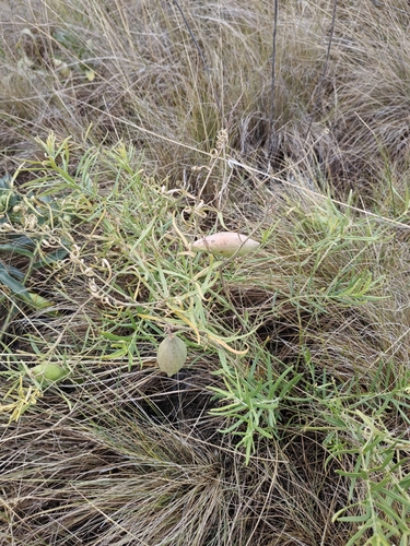 Cynanchum thesioides